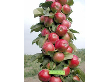 ������ ������ (�����) 400���..jpg