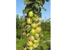 ������ ������ (�����) 400���..jpeg