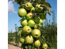 ������ ��������� (�����) 400���..jpg