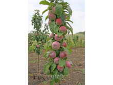 ������ ������ (�����) 400���..jpg