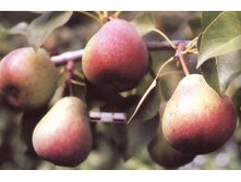 ����� ����������� 300���..jpg