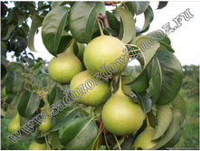 ����� ��������� 300���..jpg