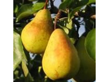 ����� ��������� 300���..jpeg