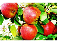 ����� ������� 300���..jpg