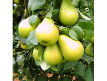 ����� ��������� 300���..jpg