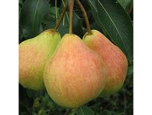 ����� �������� �������� 300���..jpeg