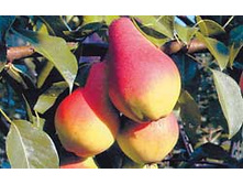 ����� �������� ������� 300���..jpg