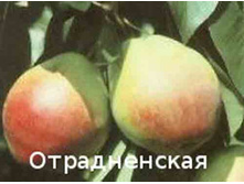 ����� ������������ 300���..jpg