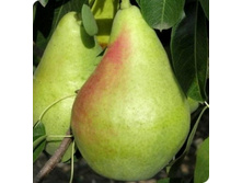 ����� ������� �������� 300���..jpg