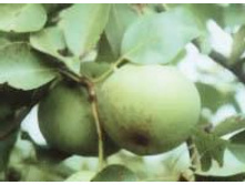 ����� ������ ������� 300���..jpg