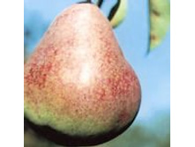 ����� ��������� 300���..jpeg