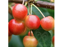 ������� �������� 400���..jpg