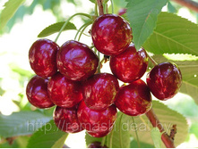 ������� ����������� 400���..jpg