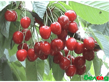 ������� ��������� 400���..png