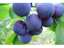 ����� �������-21, 300���..jpg