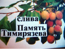 ����� ������ ���������� 300���..jpg