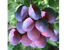 ����� �������� 300���..jpeg