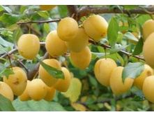 ����� ������� ������ 300���..jpg