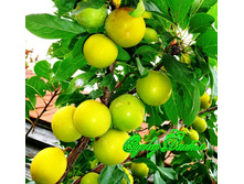 ����� ���� 320���..jpg