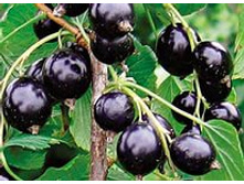 ��������� ������ �������� 100���..jpeg