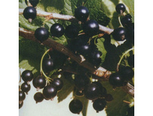 ��������� ������ ��������� 100���..jpg