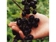 ��������� ������ ������� 100���..jpg