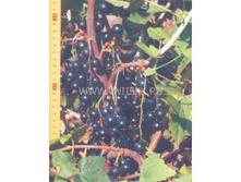 ��������� ������ ������� 100���..jpg