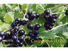 ��������� ������ ���� 100���..jpg