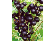 ��������� ������ ������ 100���..jpg