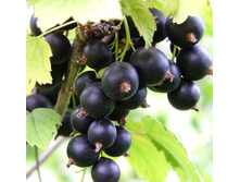 ��������� ������ ������� 100���..jpg