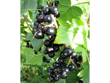 ��������� ������ ������ 100���..jpg