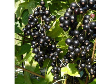 ��������� ������ �������� 100���..jpg