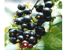 ��������� ������ ����� 100���..png