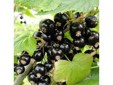 ��������� ������ ����������� 100���..jpg