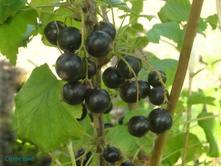 ��������� ������ ��������� 100���..jpg