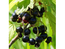 ��������� ������ ������ ������ 100���..jpg