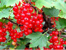 ��������� ������� ����������� ������� 100���..jpg