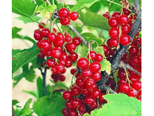 ��������� ������� ����������� 100���..jpg