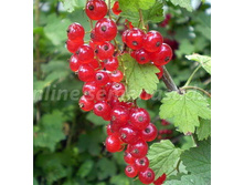 ��������� ������� ���������� 100���..jpg