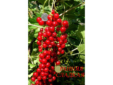 ��������� ������� ������ ������� 100���..jpg