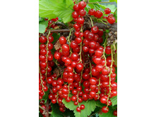 ��������� ������� ������ 100���..jpg