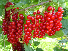 ��������� ������� ������ ��� ���� 100���..jpg