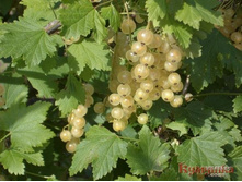 ��������� ����� ����� ��� (��������) 120���..jpg