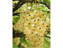 ��������� ����� ����������� ����� 120���..png