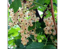 ��������� ����� ������ ����� 120���..jpg