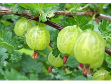 ��������� ������� 120���..jpg