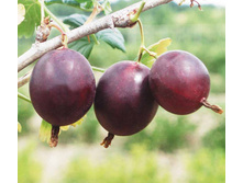 ��������� ����� 120���..jpg