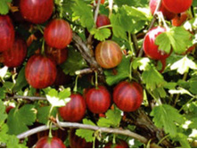 ��������� ���������������� 120���..jpg