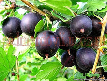 ��������� ������ 120���..jpg