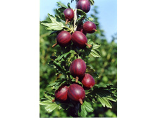 ��������� ������ ����� (�����-�������) 120���..jpg